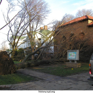Uprooted tree on East College