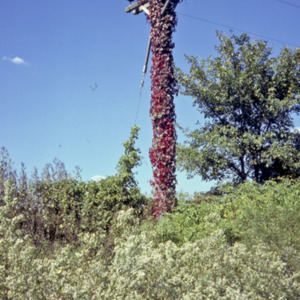Electricity Pole, 1970-1976