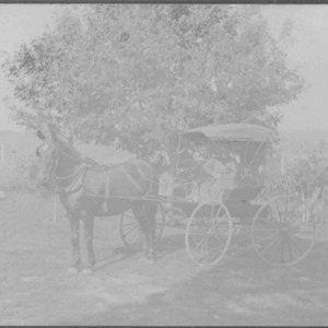 V.S. Williams With Horse and Carriage, date unknown