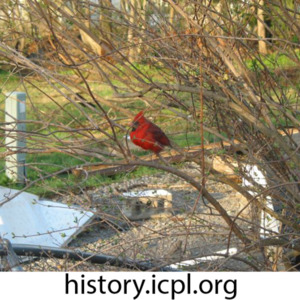 Cardinal sans tail feathers