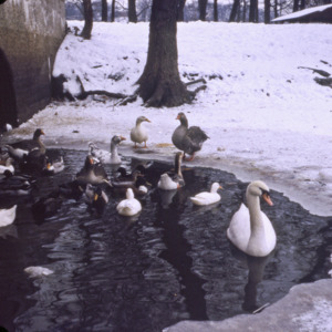 Ducks in a Park, 1970-1976
